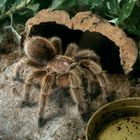 Grammostola rosea