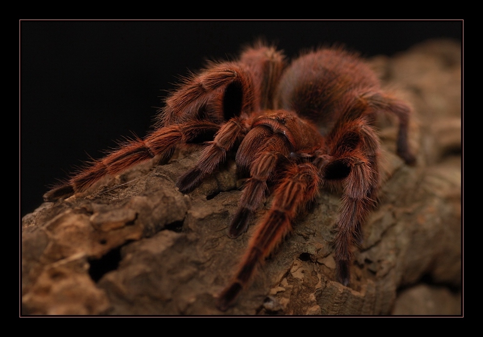 Grammostola rosea