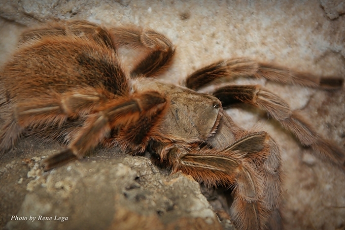 Grammostola Rosea...