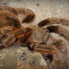 Grammostola Rosea...