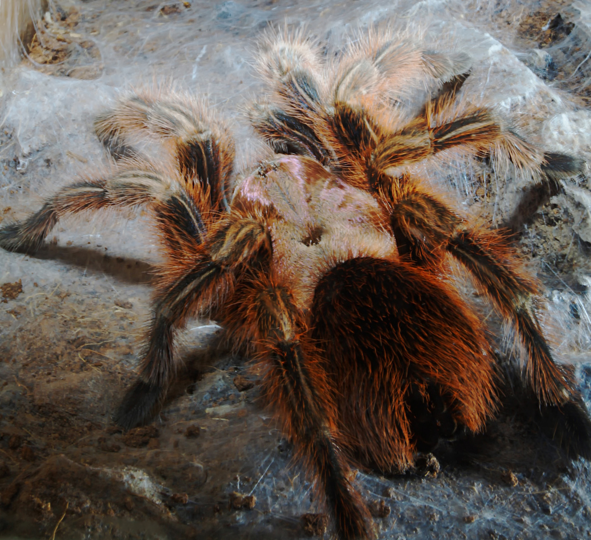 Grammostola Rosea