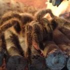 Grammostola Rosea