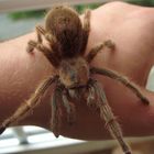 Grammostola Rosea