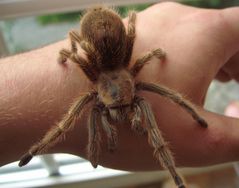 Grammostola Rosea