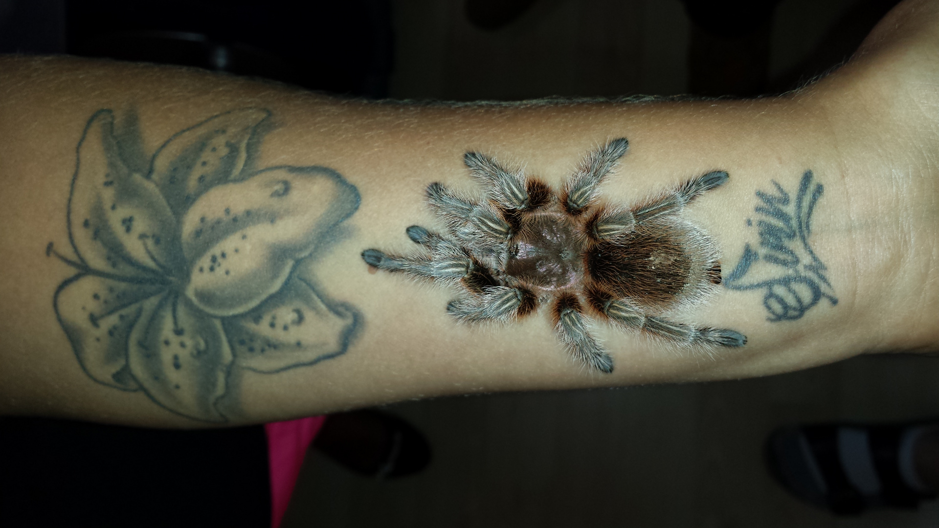 Grammostola rosea das etwas andere Tattoo