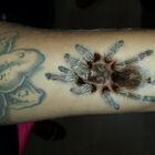 Grammostola rosea das etwas andere Tattoo