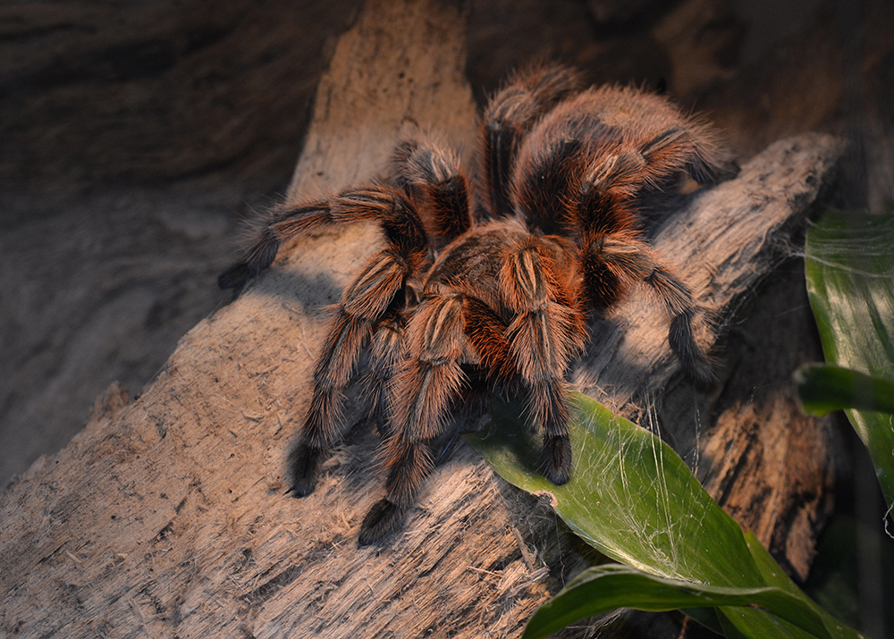 Grammostola rosea