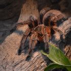 Grammostola rosea