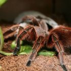 Grammostola Rosea