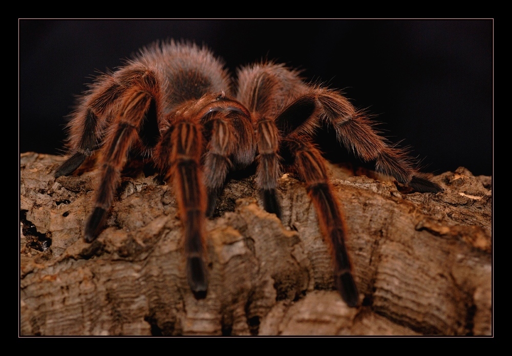 Grammostola rosea...