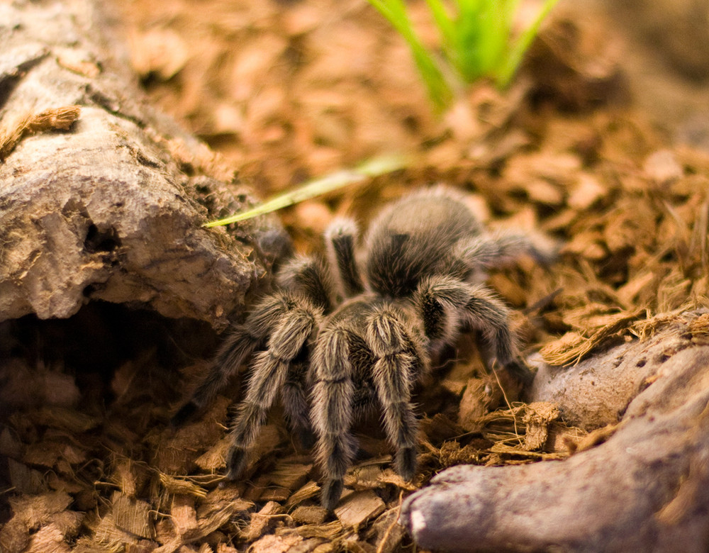 grammostola spatulata