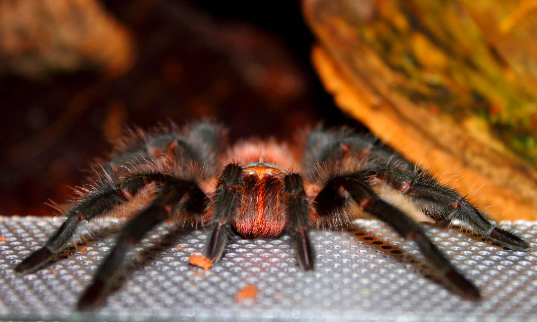 Grammostola spezies