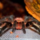 Grammostola spezies