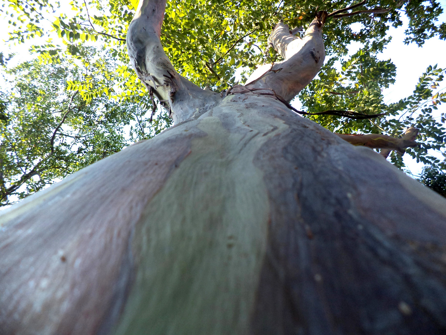 Gran Arbol