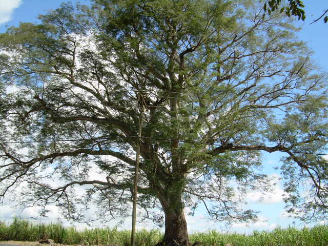 Gran Arbol