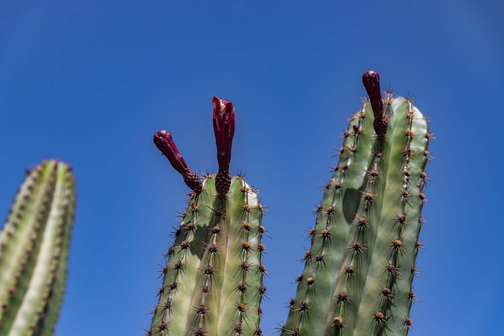 Gran Canaria 2021