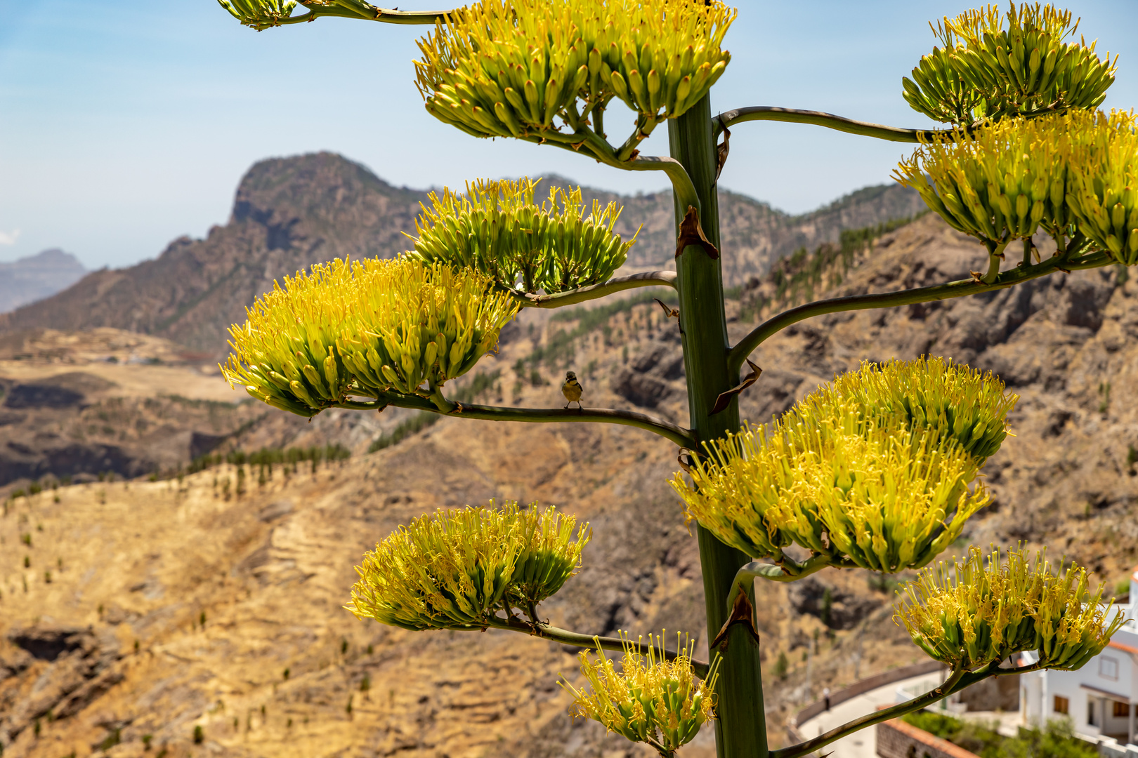 Gran Canaria 2021