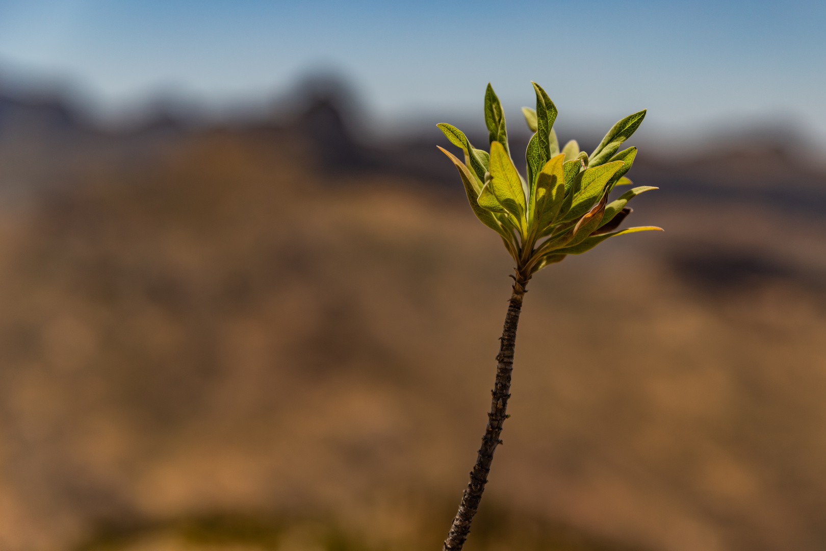 Gran Canaria 2021