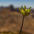 Gran Canaria 2021