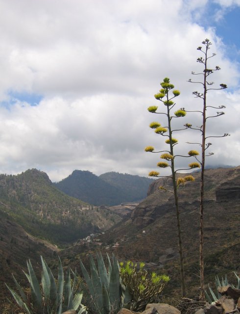 Gran Canaria