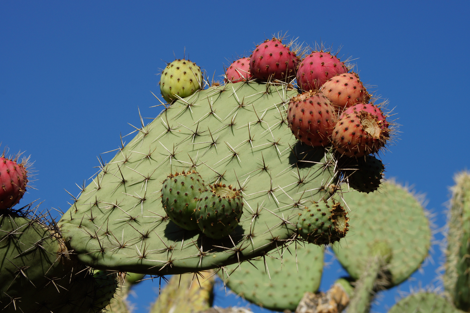 Gran Canaria