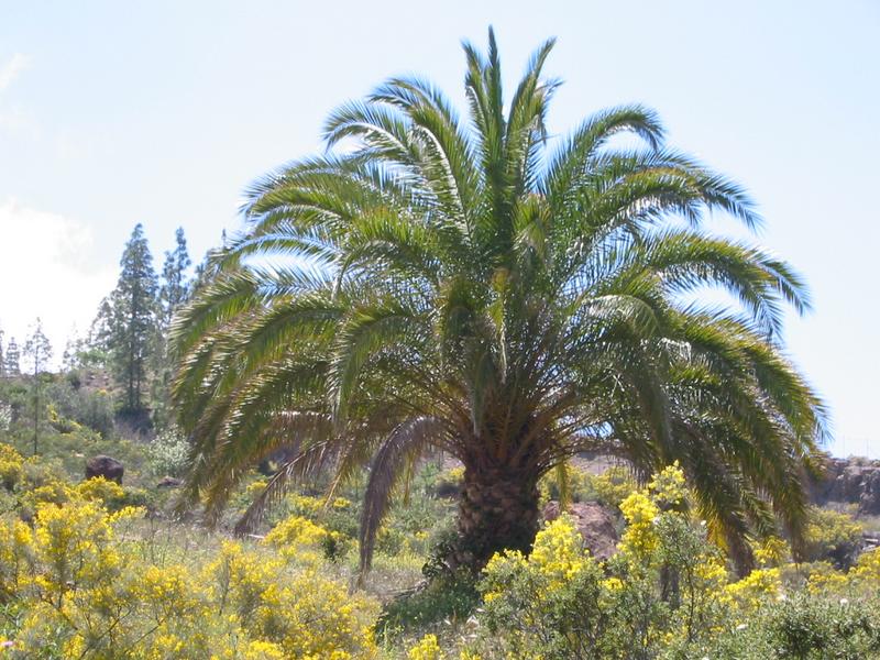 Gran Canaria