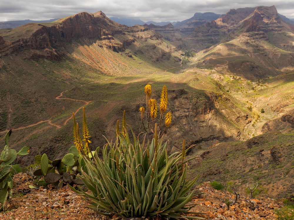 Gran Canaria im Frühling Foto & Bild  frühling, natur, landschaft 