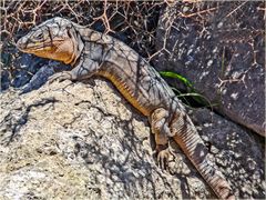 Gran Canaria Rieseneidechse