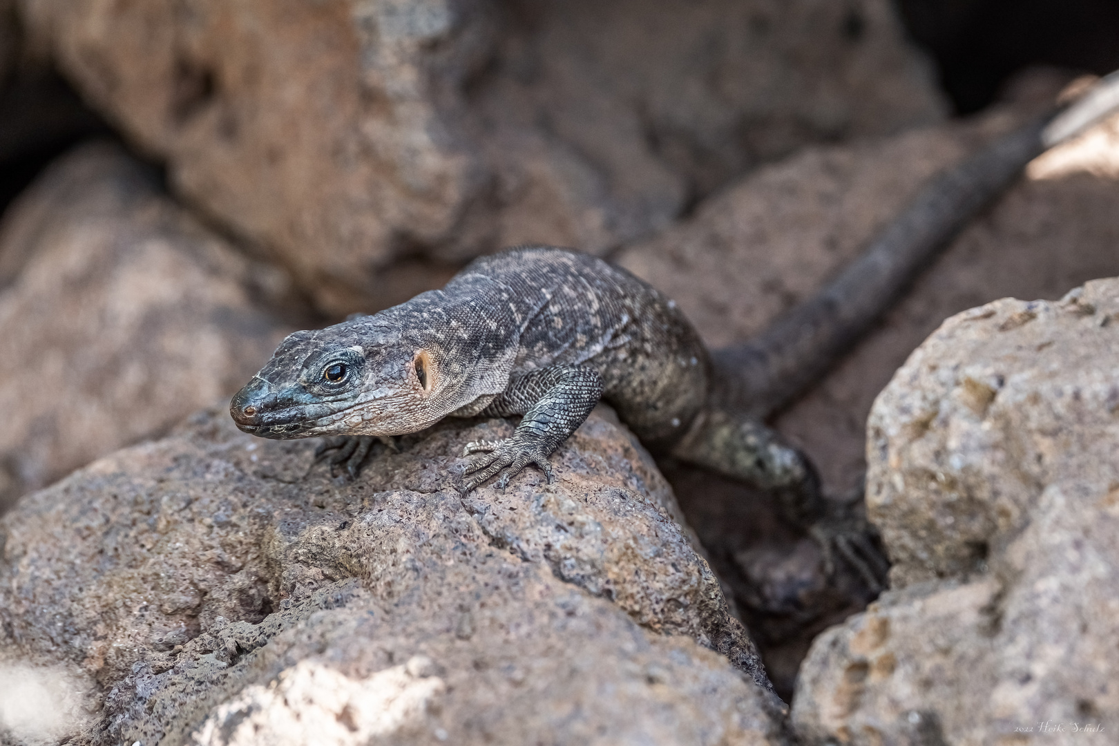 Gran-Canaria-Rieseneidechse (Gallotia stehlini)