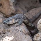 Gran-Canaria-Rieseneidechse (Gallotia stehlini)