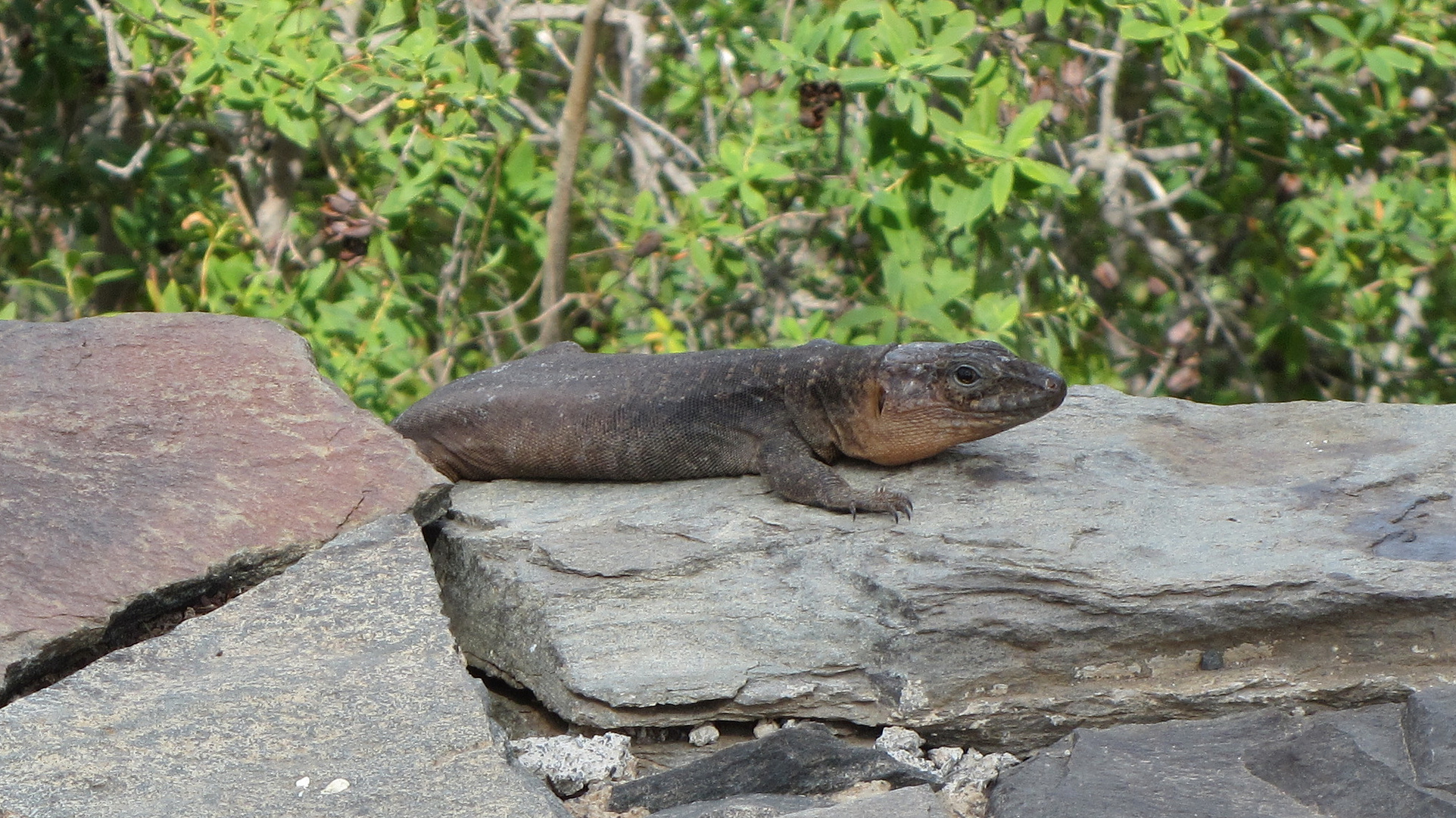 Gran-Canaria-Rieseneidechse (Gallotica stehlini)