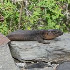 Gran-Canaria-Rieseneidechse (Gallotica stehlini)