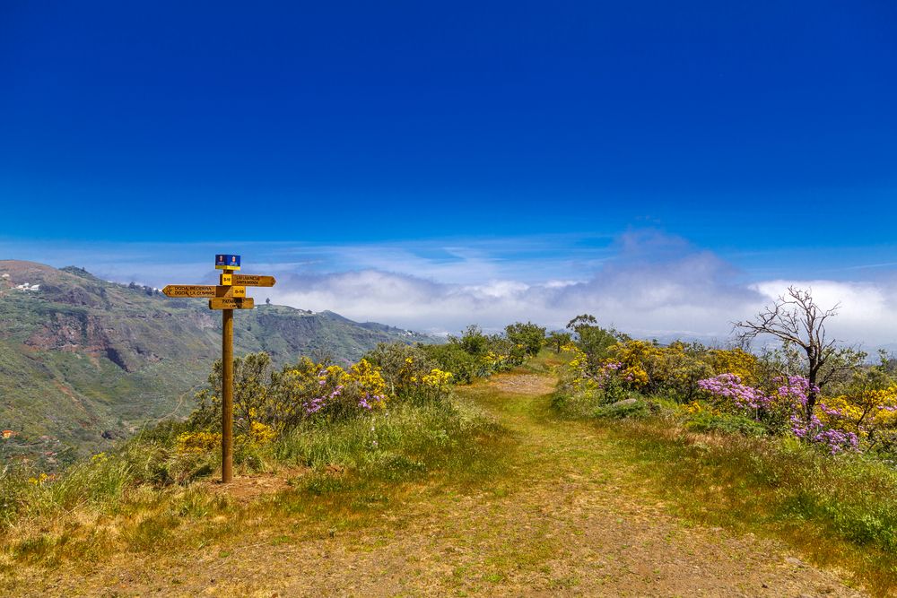 Gran Canaria - Weggabelung im Blütenmeer