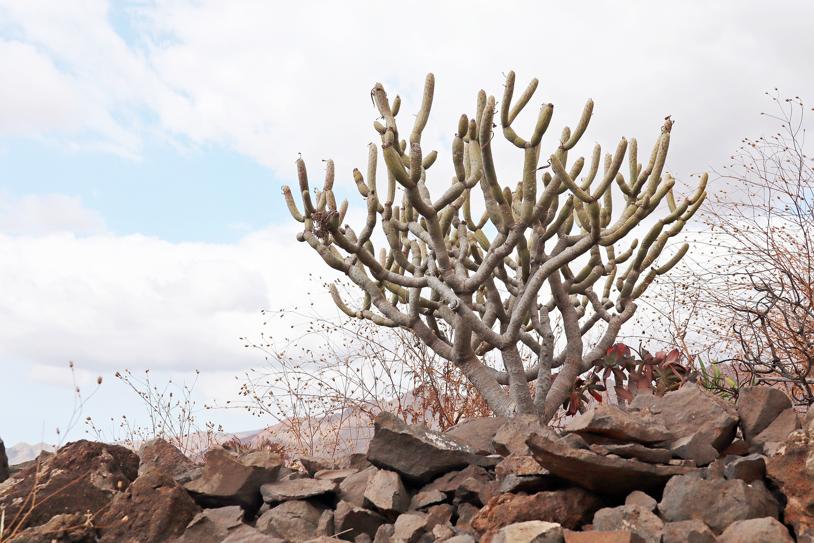 Gran Canarias Bergland