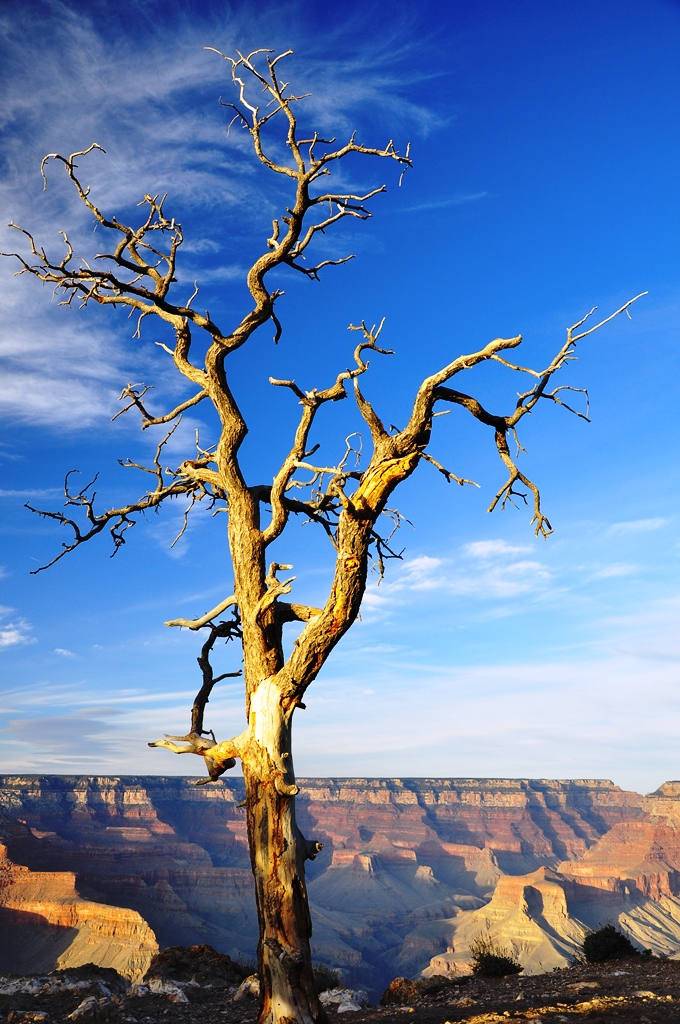 Gran Canyon tree