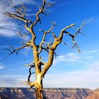 Gran Canyon tree