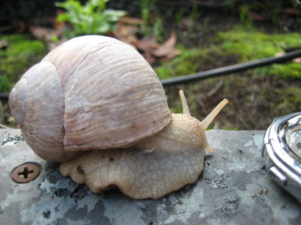 Gran caracol