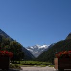 Gran Paradiso: ghiacciai tra i fiori