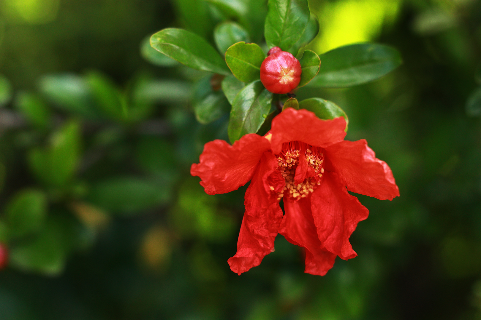 Granado de flor