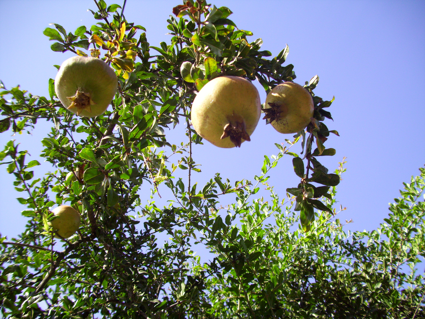 granado en fruto