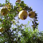 granado en fruto