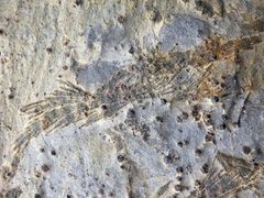 Granat-Hornblende-Garbenschiefer aus dem Zillertal