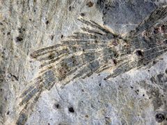 Granat-Hornblende-Garbenschiefer aus dem Zillertal
