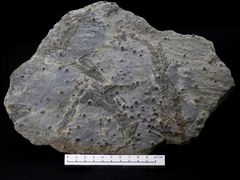 Granat-Hornblende-Garbenschiefer aus dem Zillertal