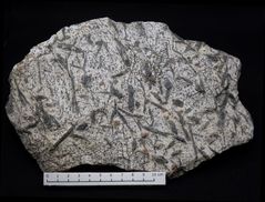 Granat-Hornblende-Glimmerschiefer aus den Zillertaler Alpen