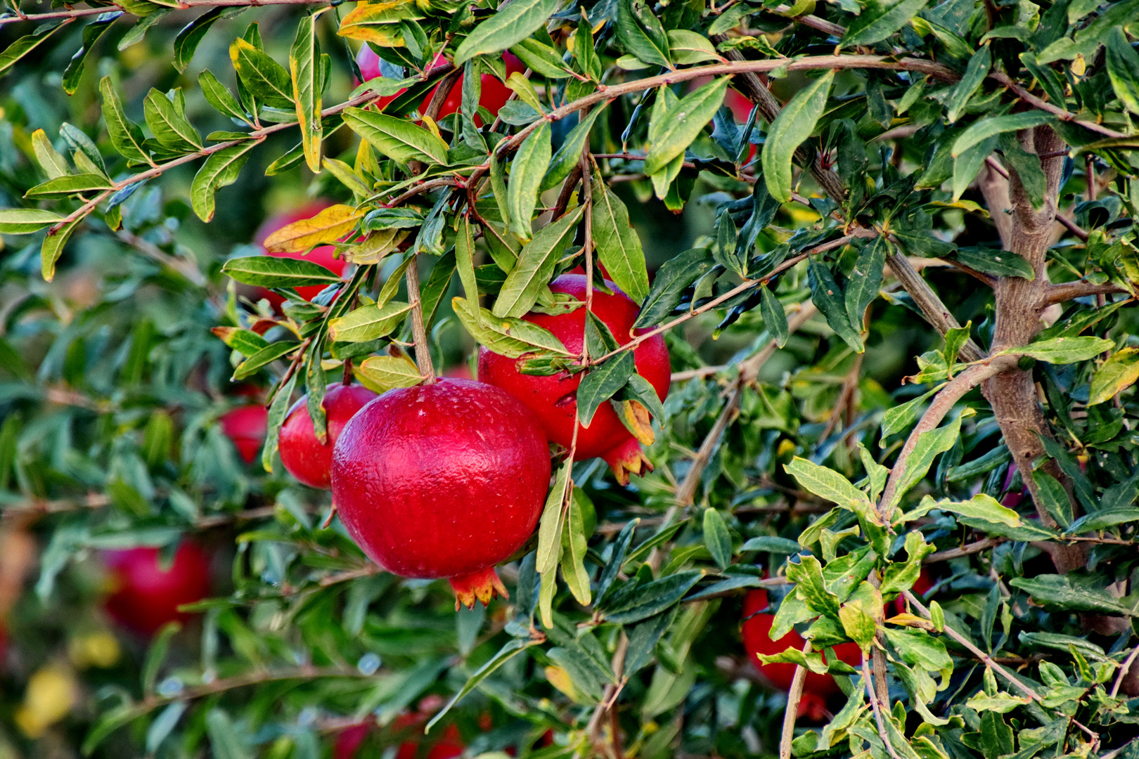 Granatäpfel