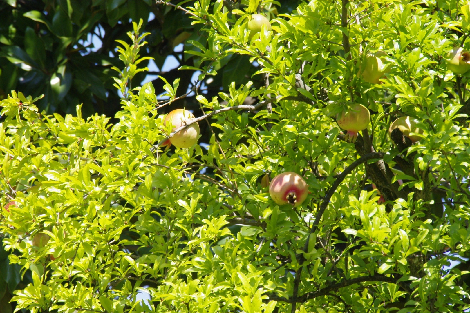 Granatäpfel am Gardasee