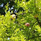 Granatäpfel am Gardasee
