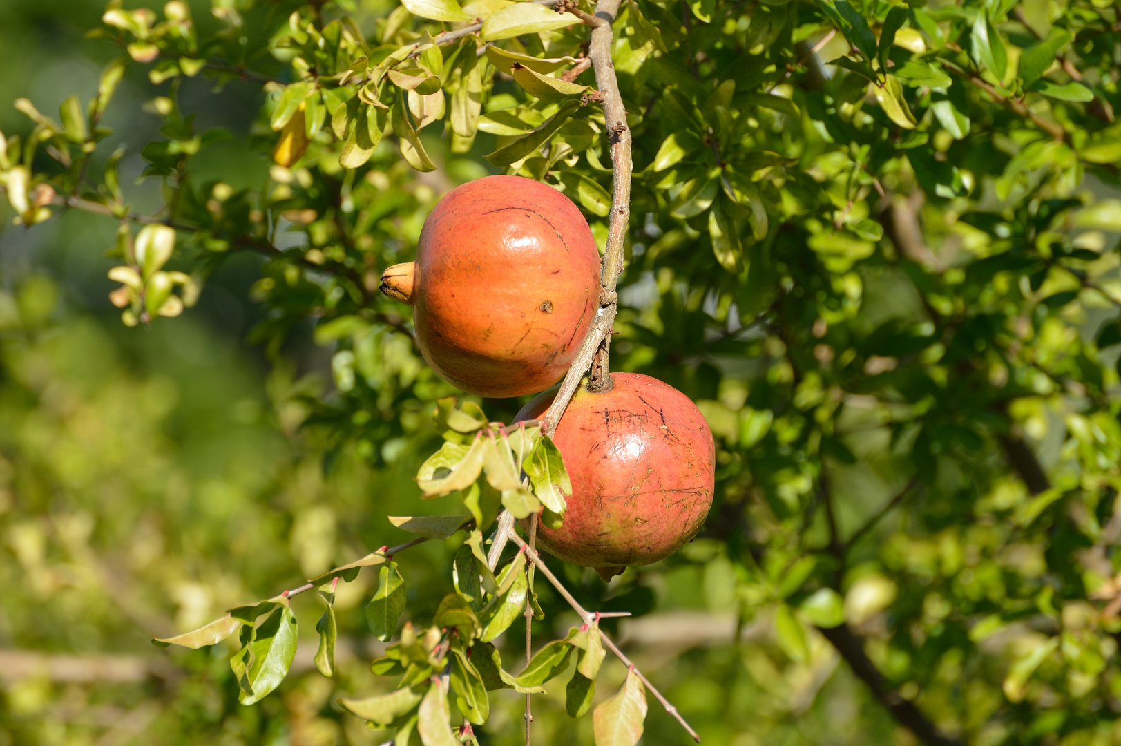 Granatäpfel