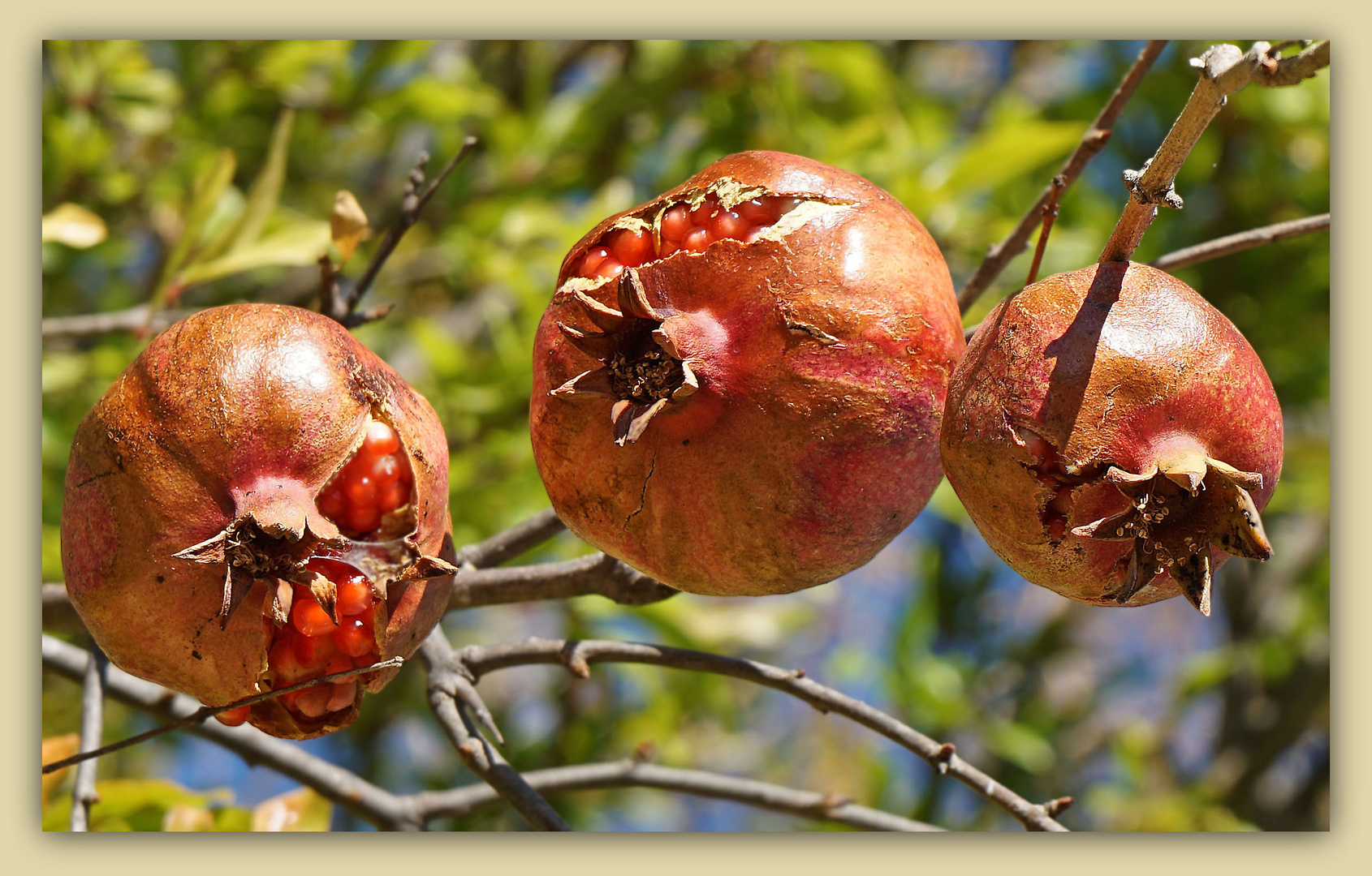 Granatäpfel, direkt vom Baum